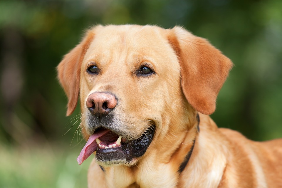 dog
